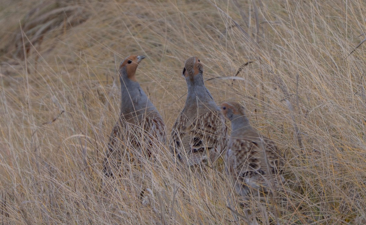 rapphøne - ML644373079