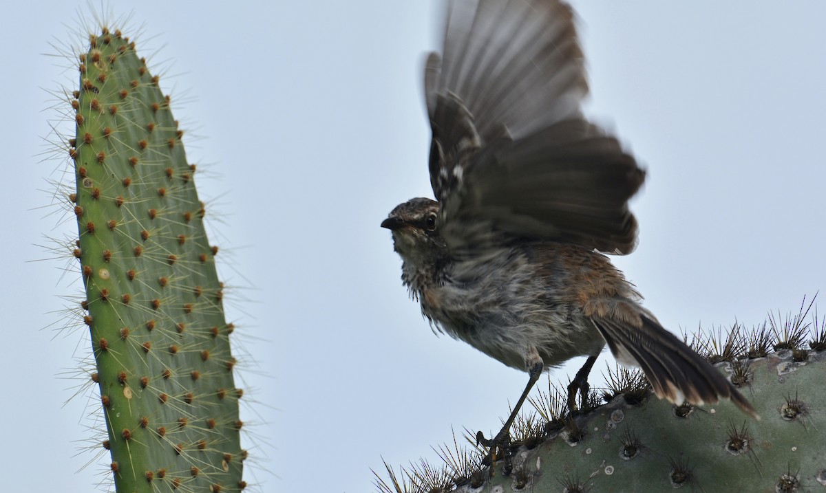 Common Cactus-Finch - ML644373089