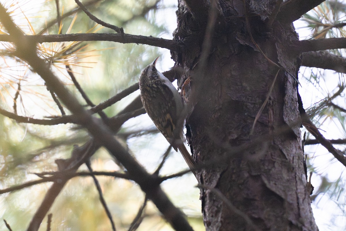 Хөвчийн бялзуумар - ML644373112