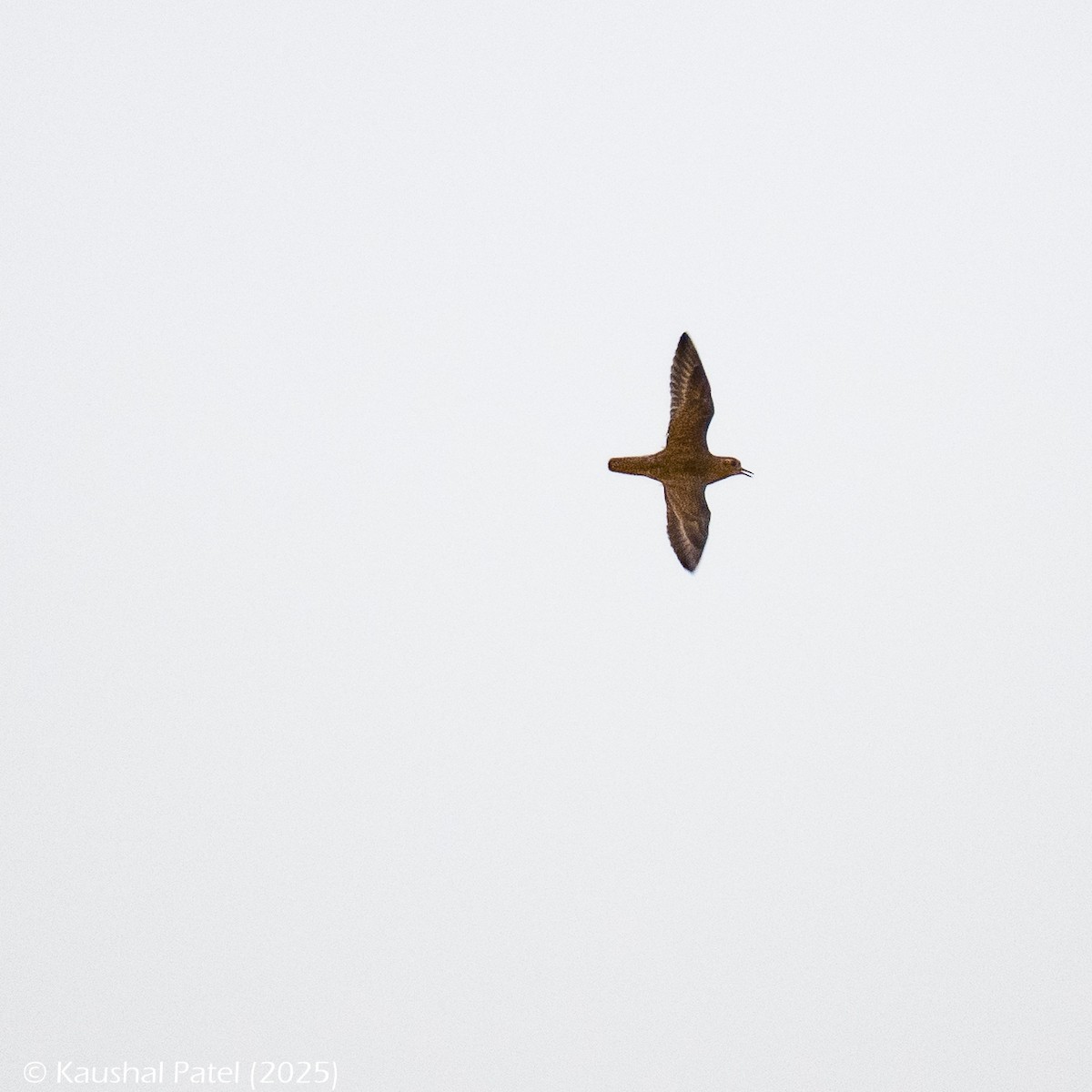 Сивка звичайна - ML644373117