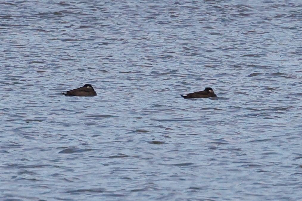 Ahatebeltz kopetazuria - ML644373122