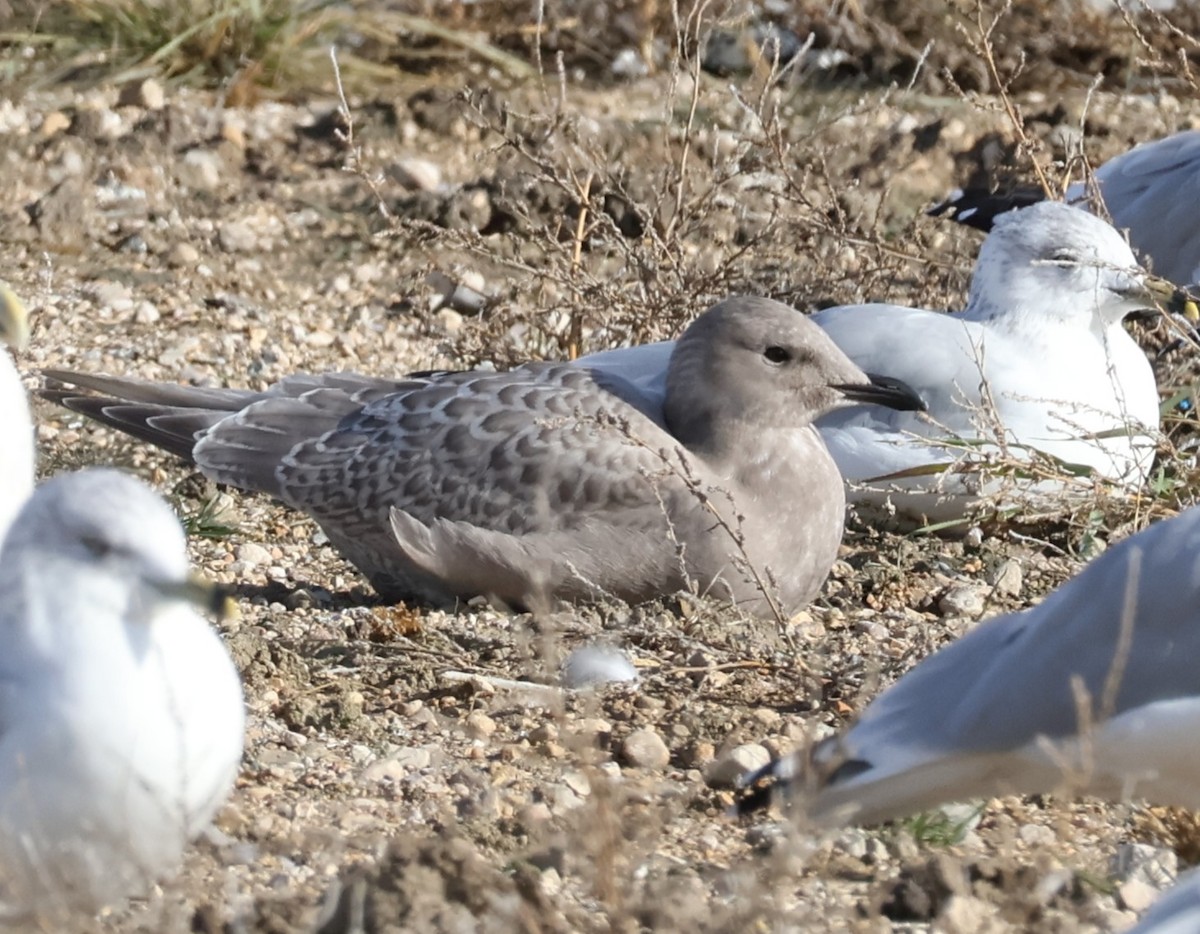 Goéland arctique (thayeri) - ML644373124