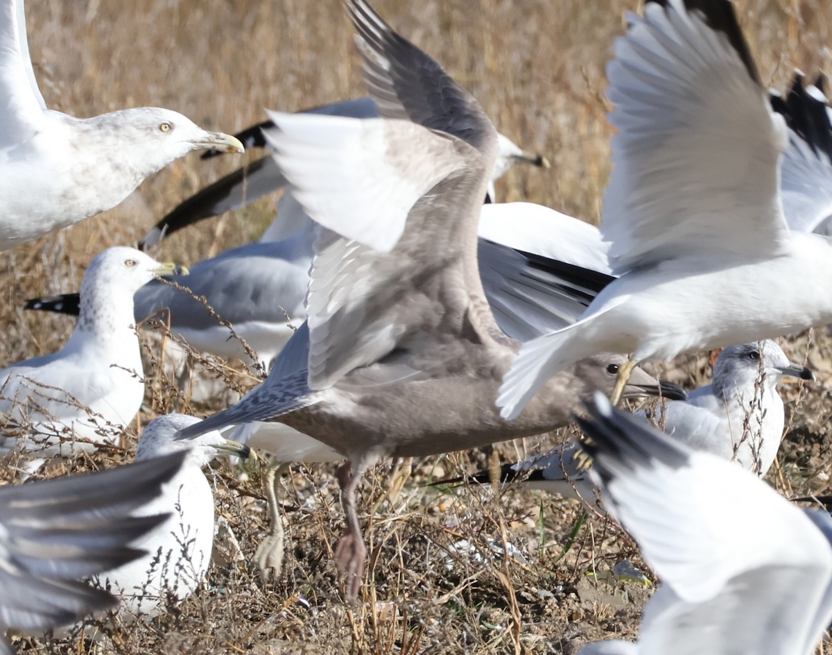 Goéland arctique (thayeri) - ML644373125