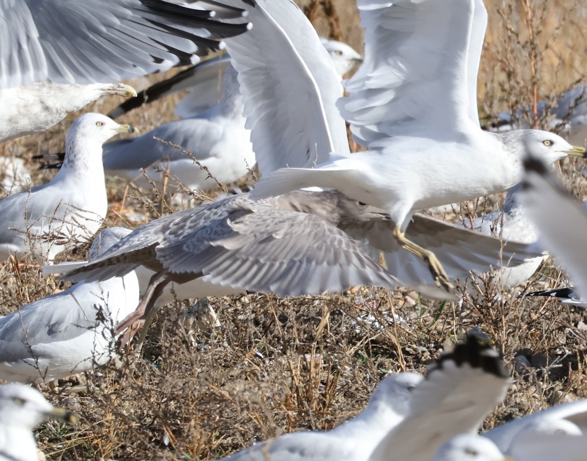 Goéland arctique (thayeri) - ML644373126