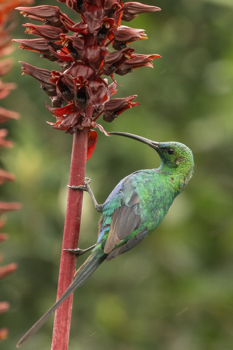 Malahit Nektarkuşu - ML644373141