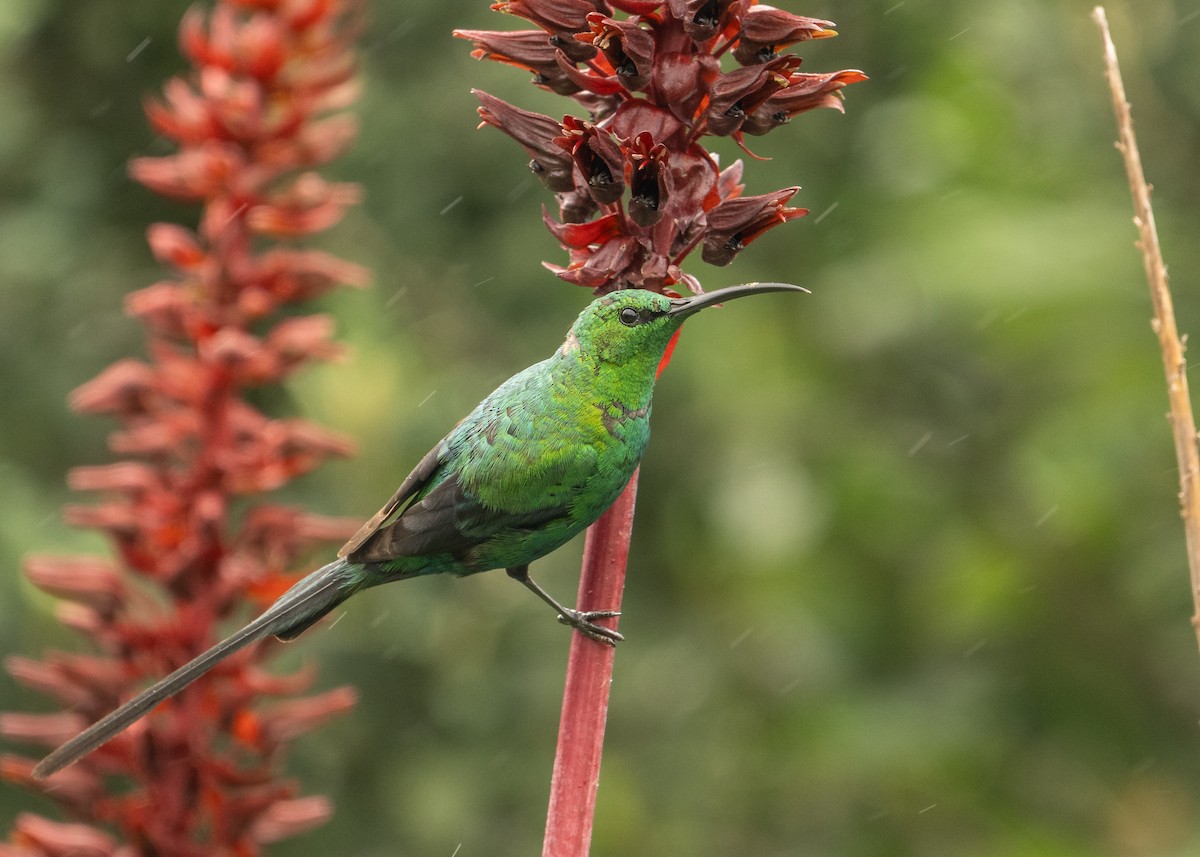 Malahit Nektarkuşu - ML644373142