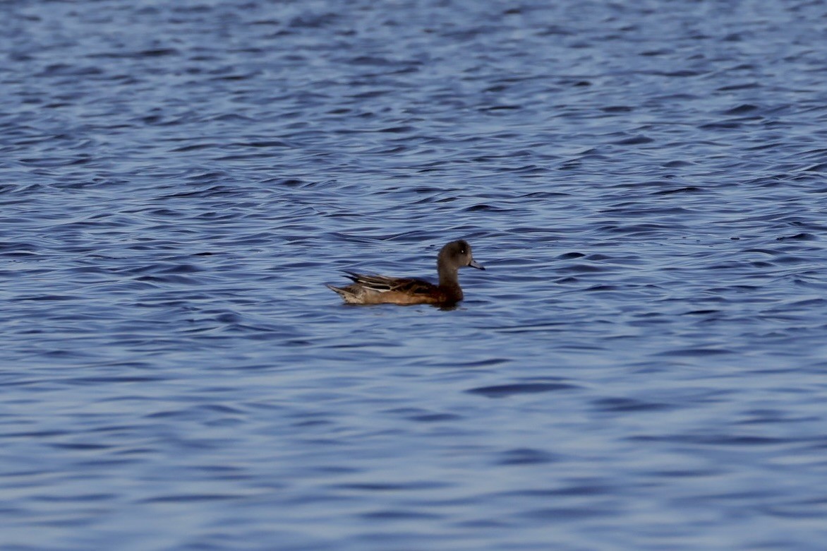 American Wigeon - ML644373153
