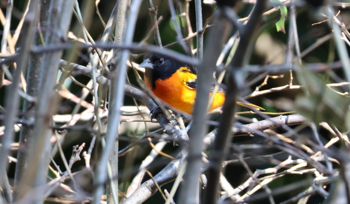 Baltimore Oriole - ML644373170