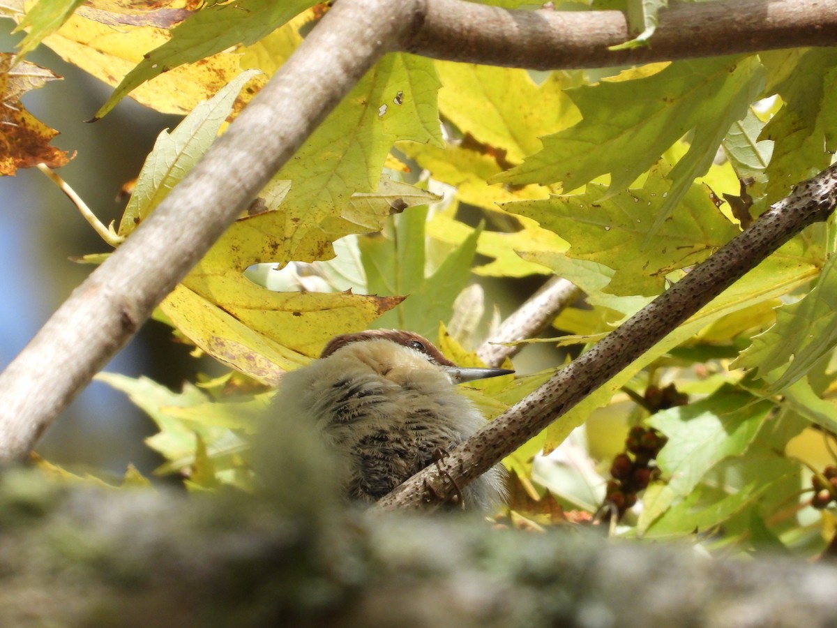 brhlík hnědohlavý - ML644373175