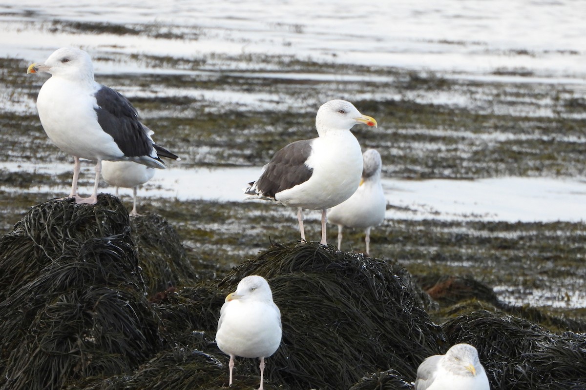 Great Black-backed Gull - ML644373186