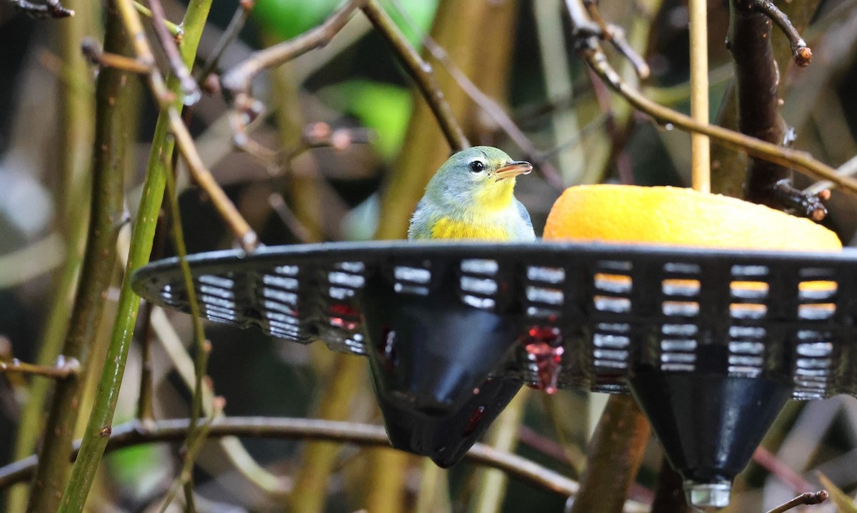 Northern Parula - ML644373190