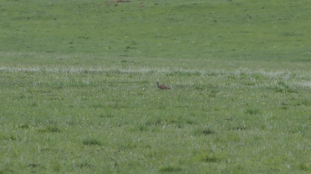 Blue Bustard - ML644373204