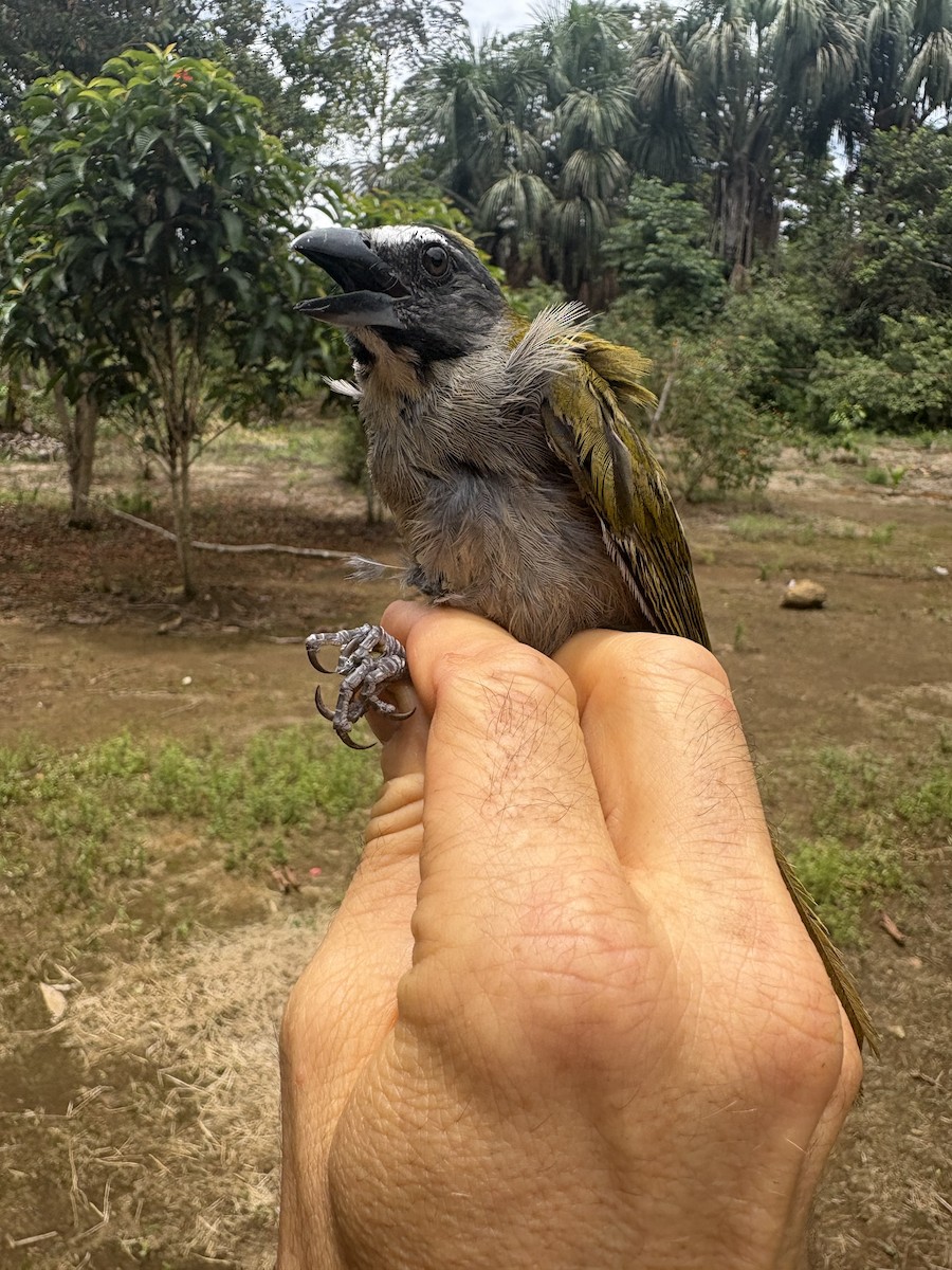 Buff-throated Saltator - ML644373207
