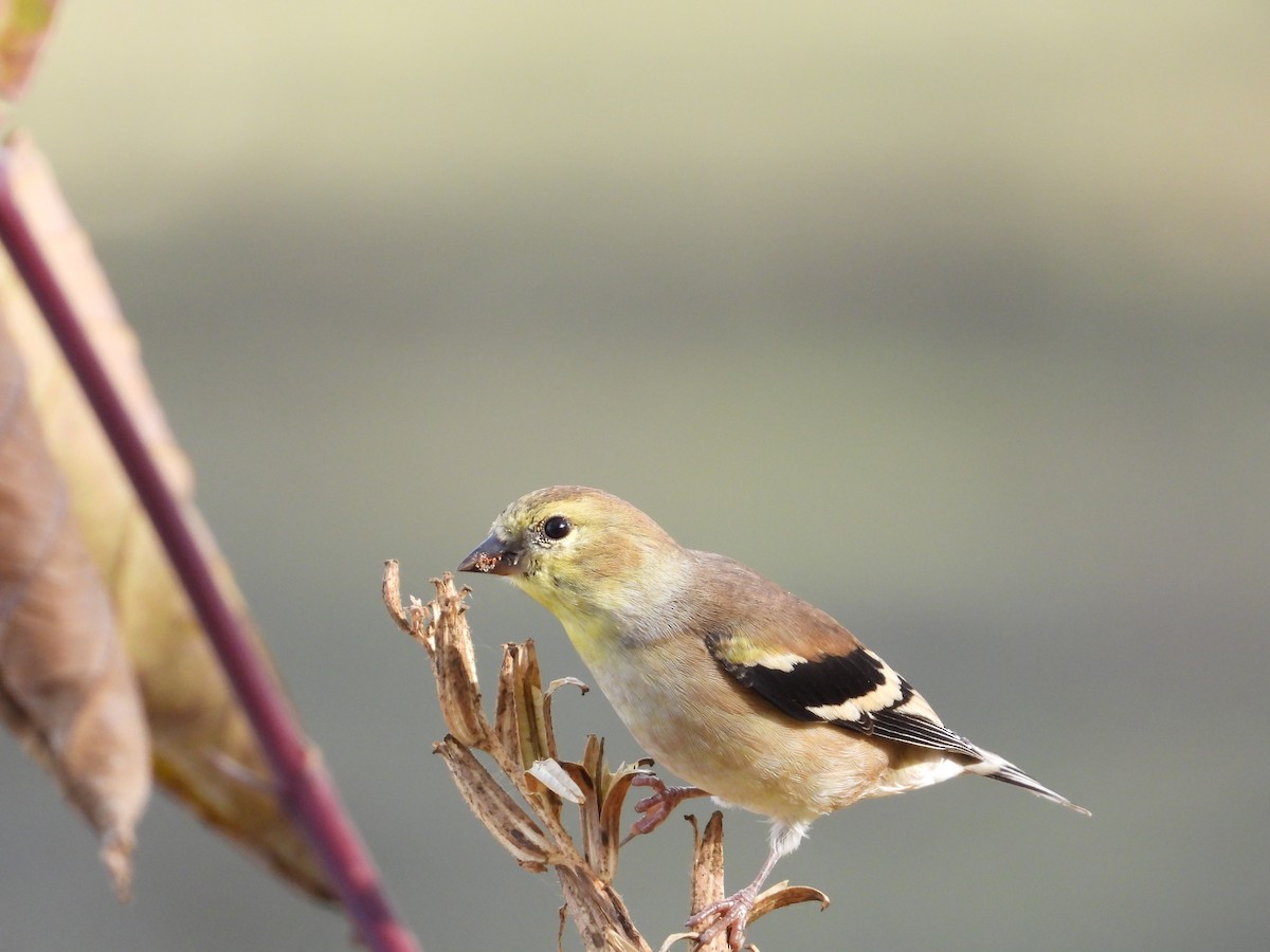 American Goldfinch - ML644373224
