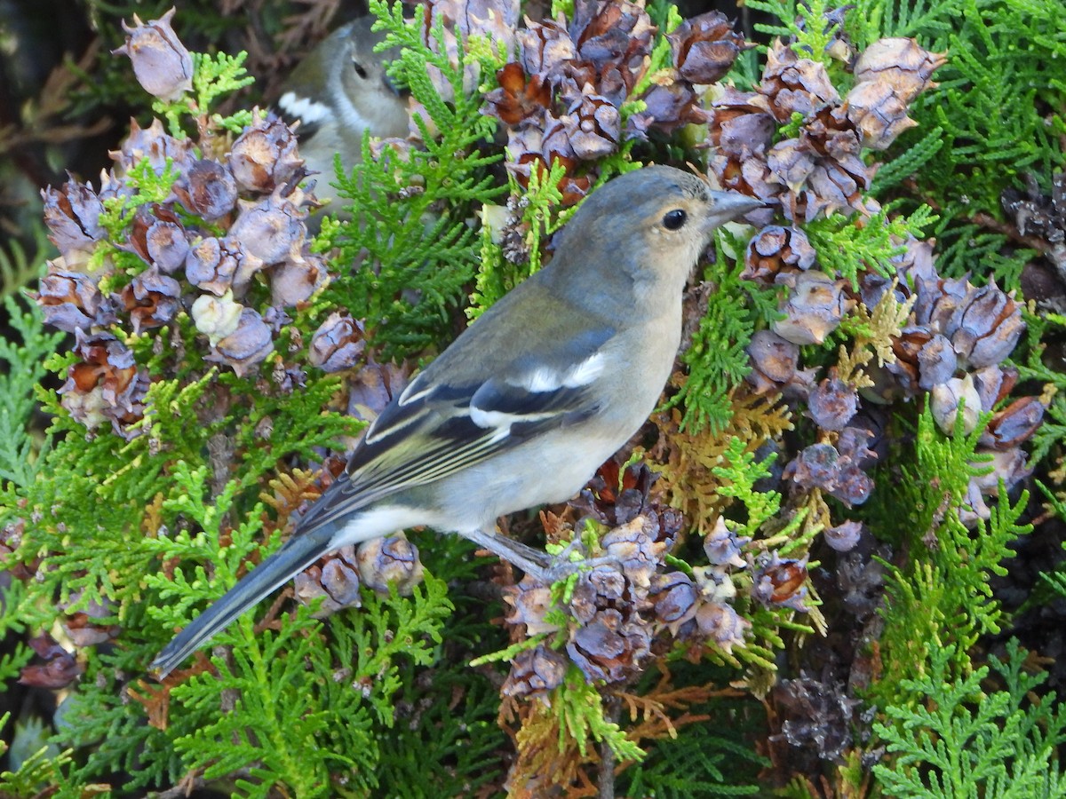 madeirafink - ML644373230