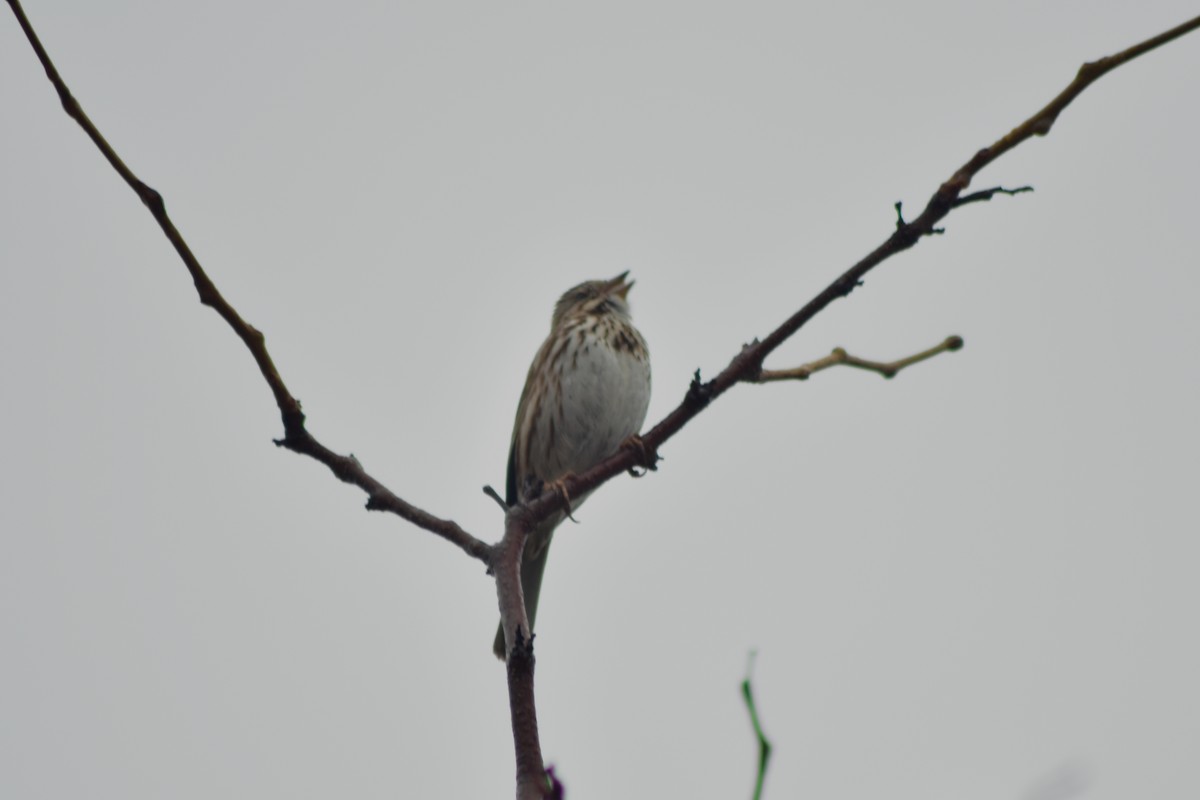 Savannah Sparrow - ML644373235