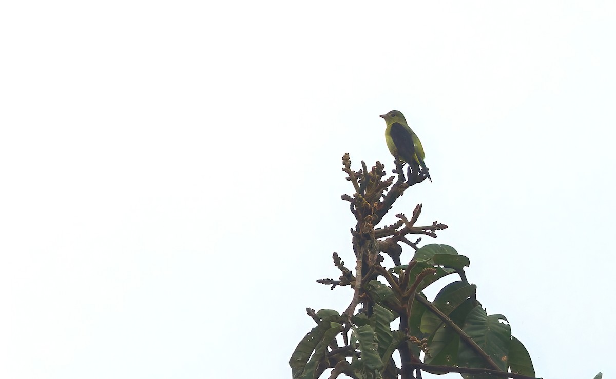 Scarlet Tanager - ML644373258