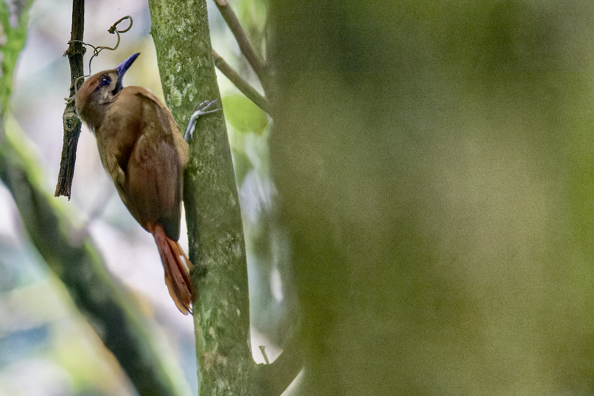 Plain-brown Woodcreeper - ML644373261
