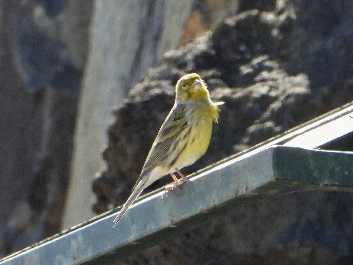Serin des Canaries - ML644373262