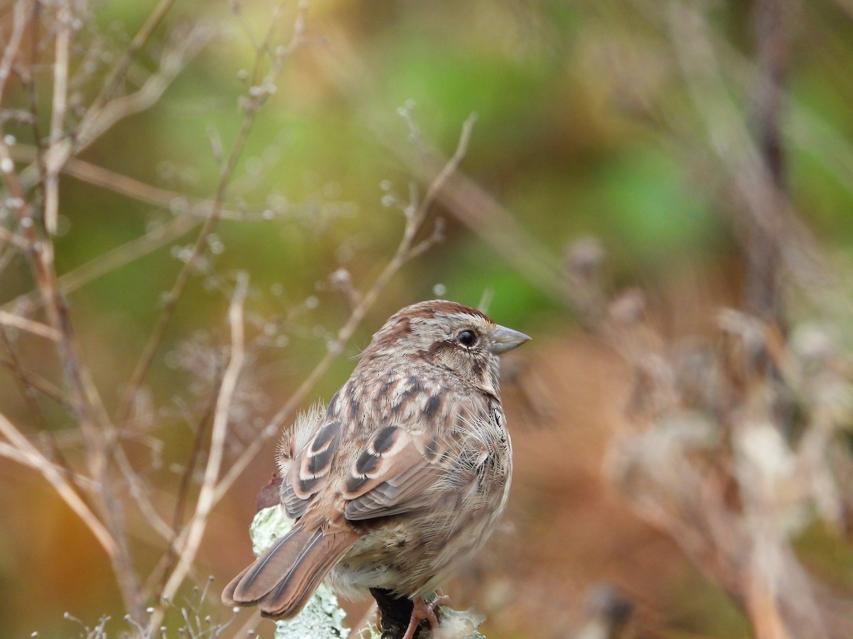 Song Sparrow - ML644373272