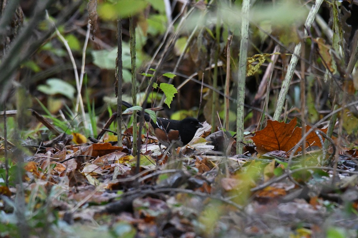 Eastern Towhee - ML644373287