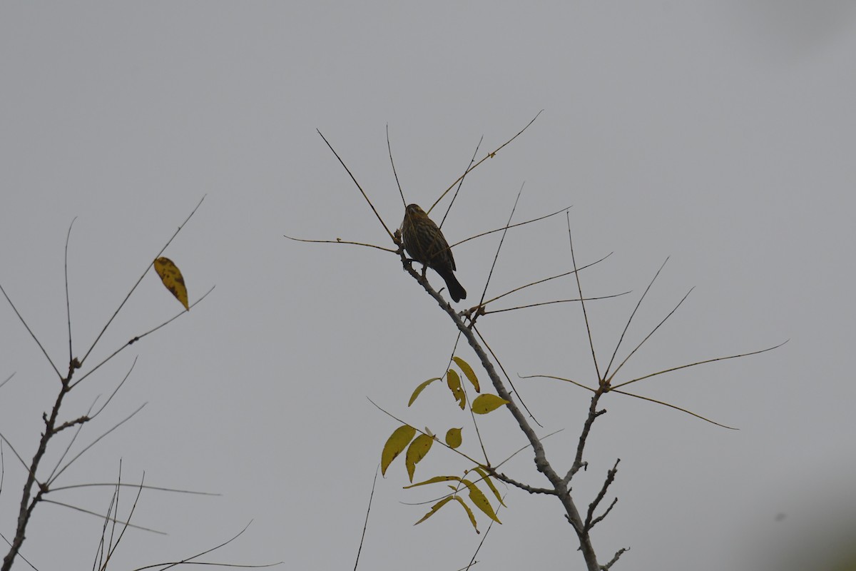 Red-winged Blackbird - ML644373303