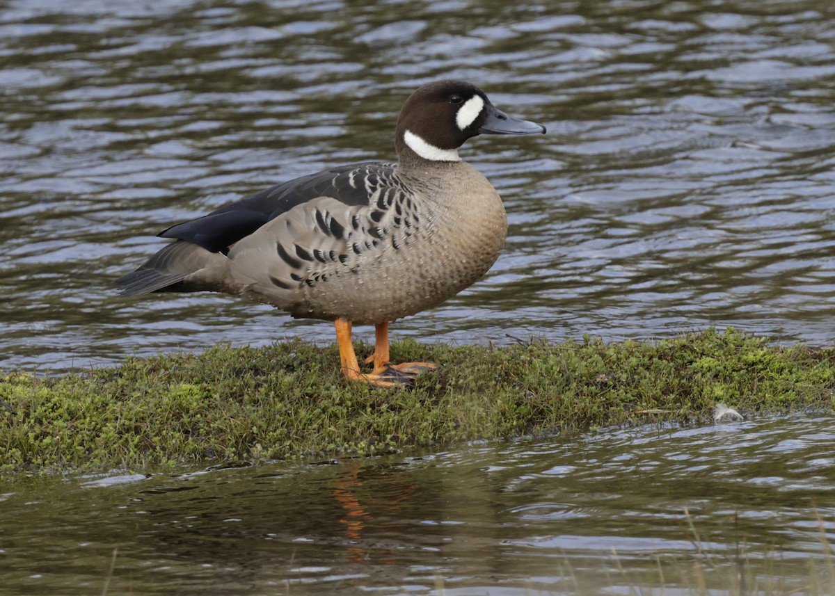 kachna bronzovokřídlá - ML644373311