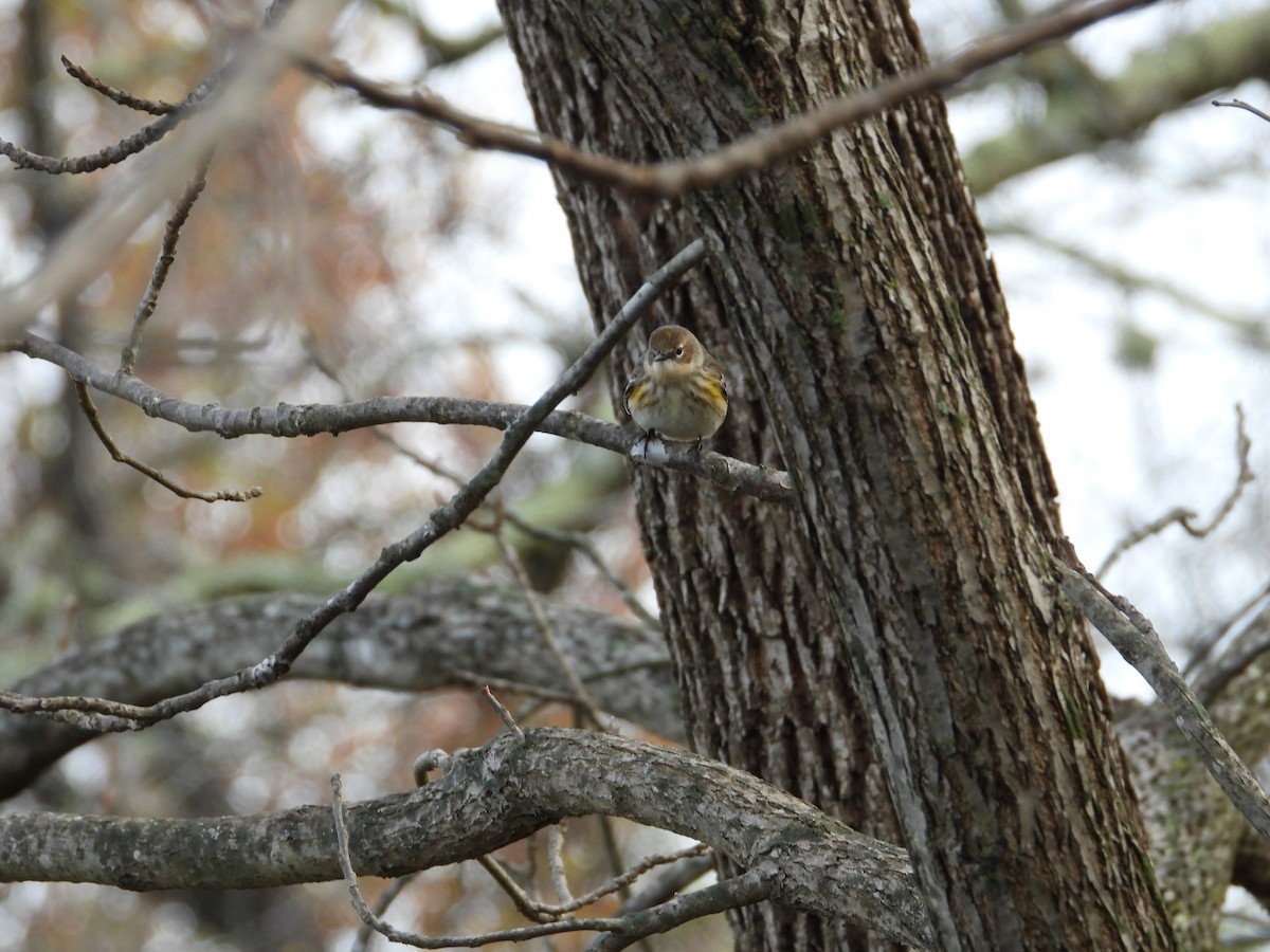 Yellow-rumped Warbler - ML644373317