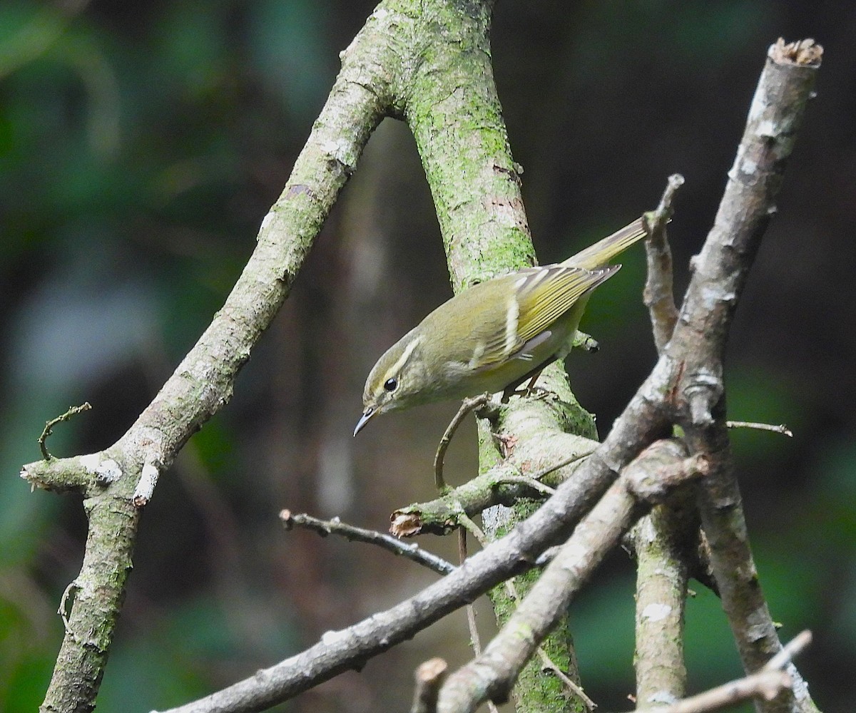 Yellow-browed Warbler - ML644373318