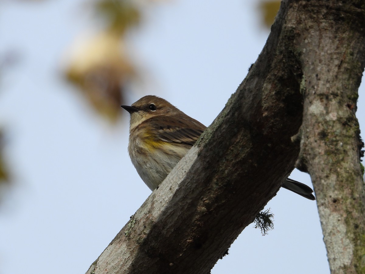 Yellow-rumped Warbler - ML644373321