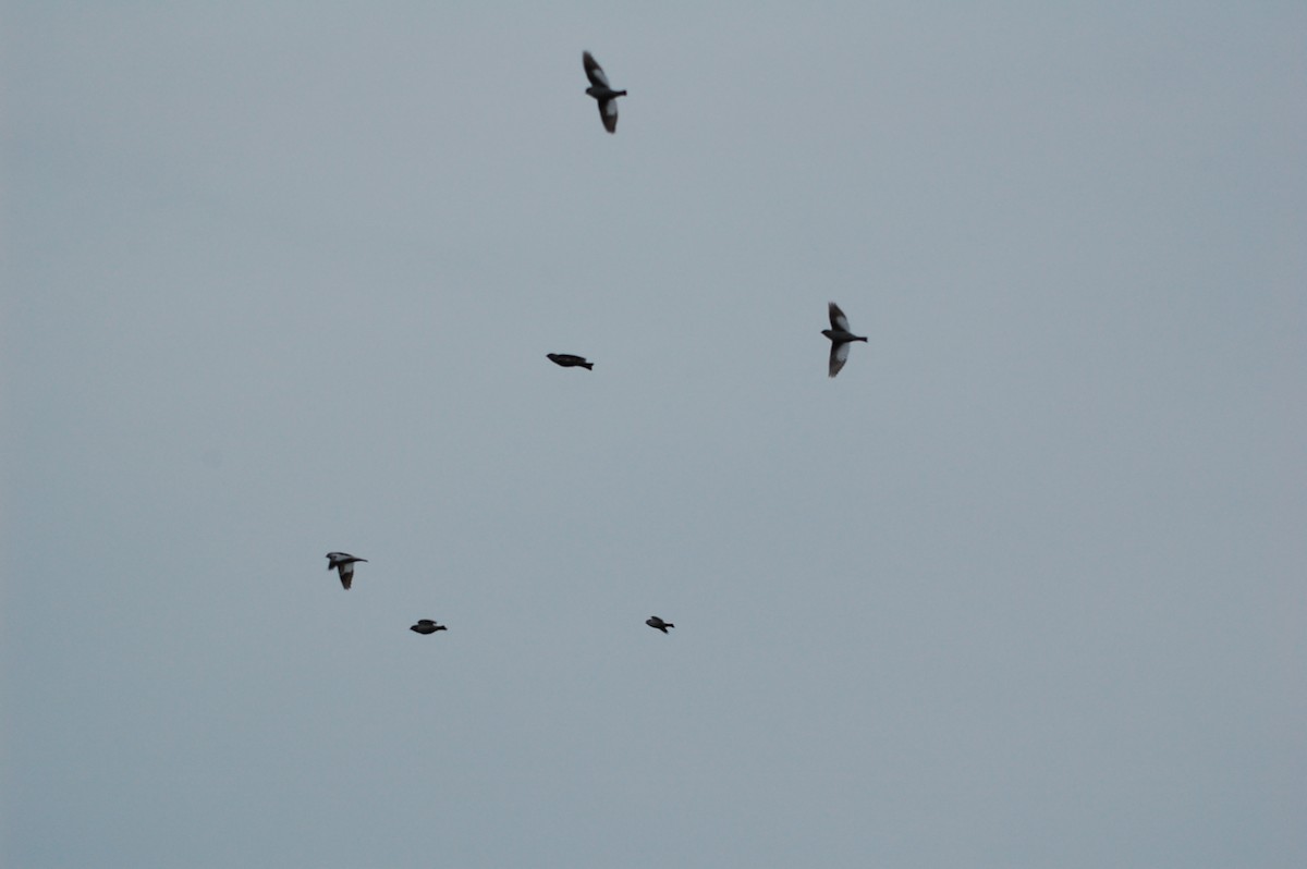 Snow Bunting - ML644373326