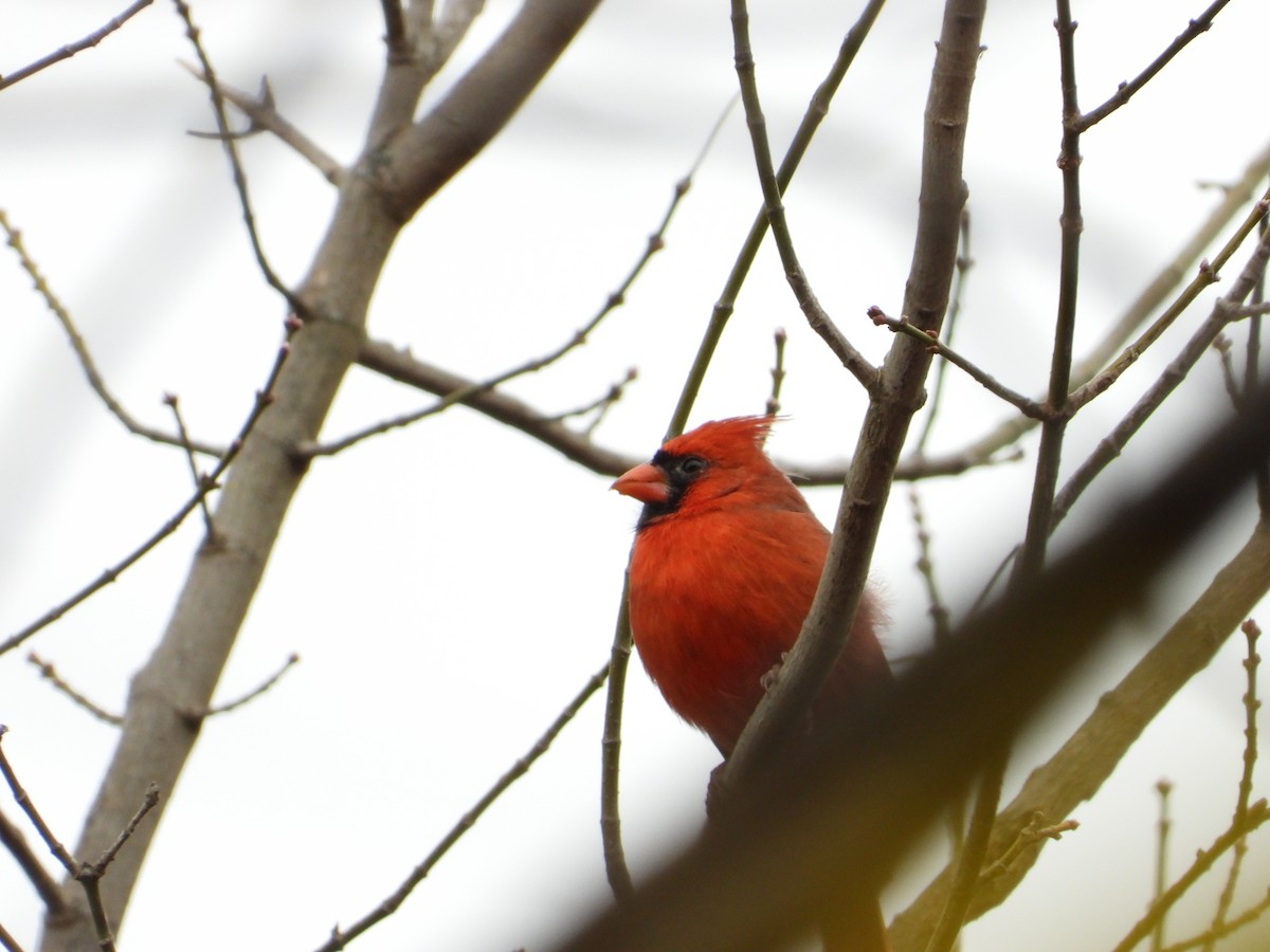Northern Cardinal - ML644373328
