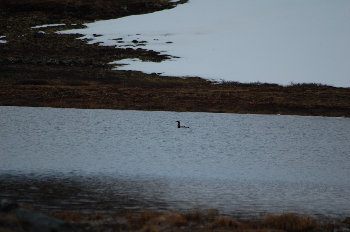 Pacific Loon - ML644373336