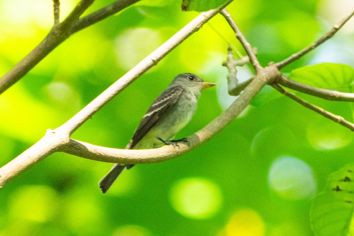 Eastern Wood-Pewee - ML644373355