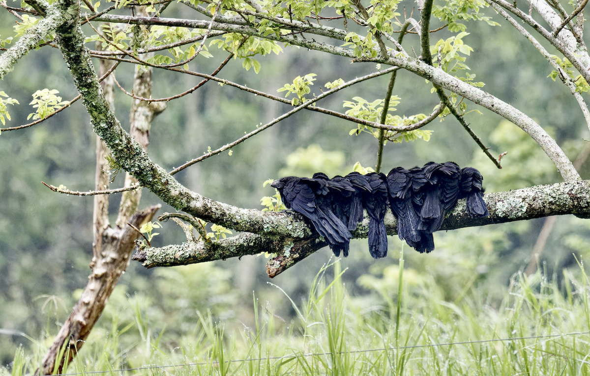 Ani à bec lisse - ML644373361