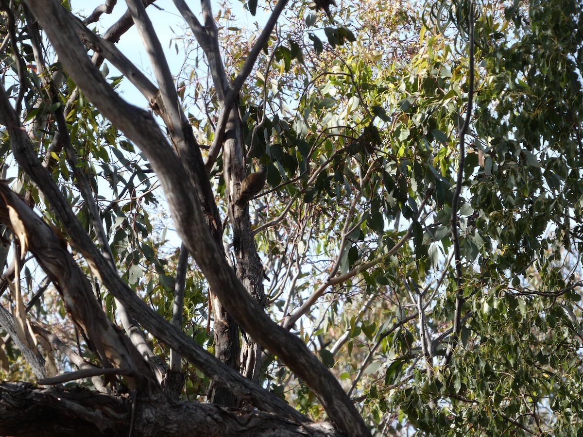 Weißschwanzschnäpper - ML644373368