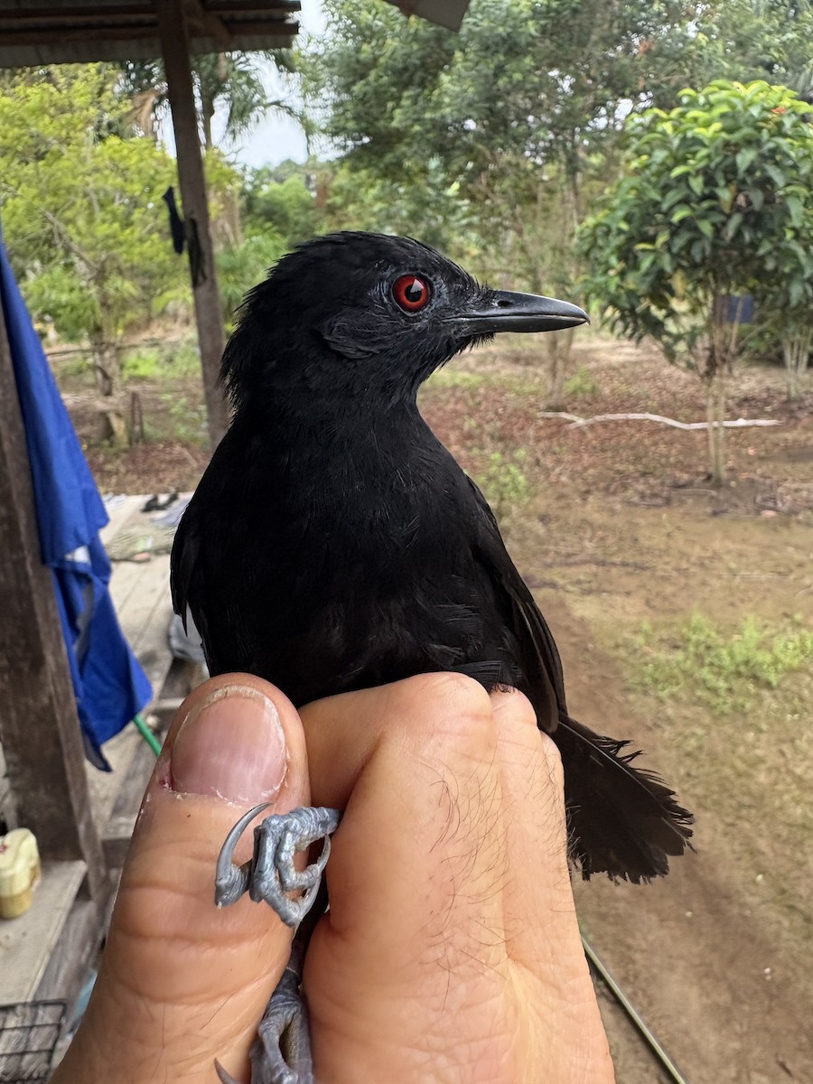 Goeldi's Antbird - ML644373376