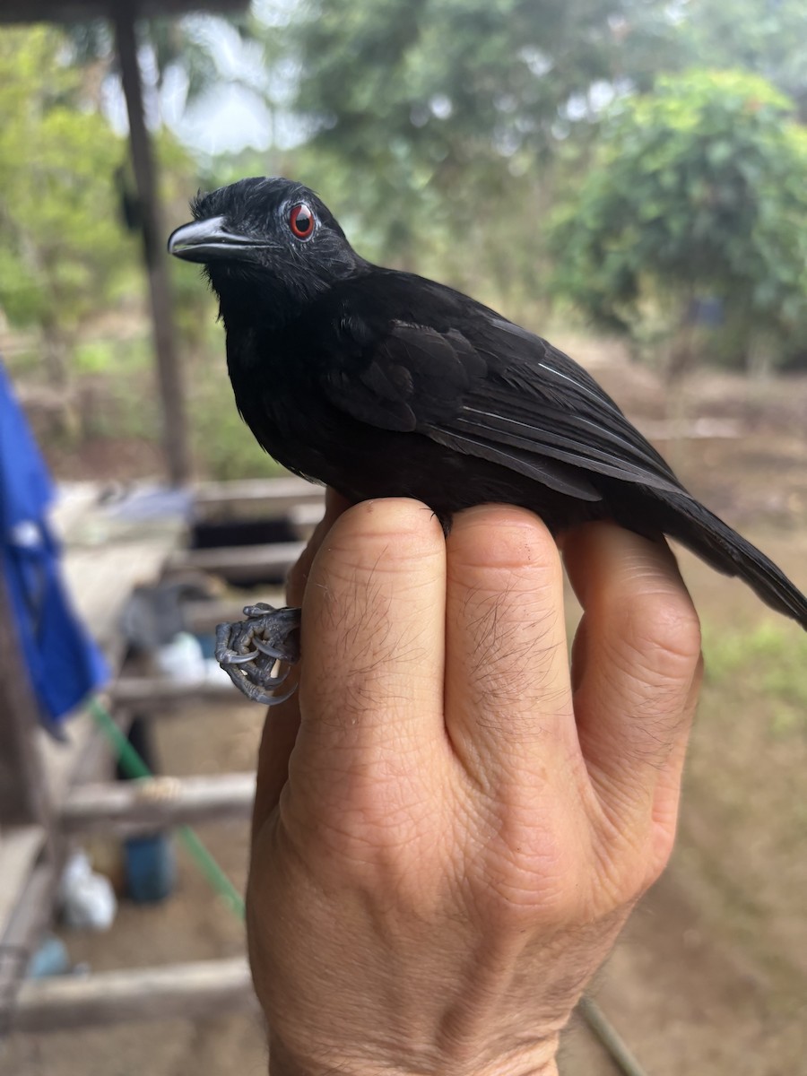 Goeldi's Antbird - ML644373377