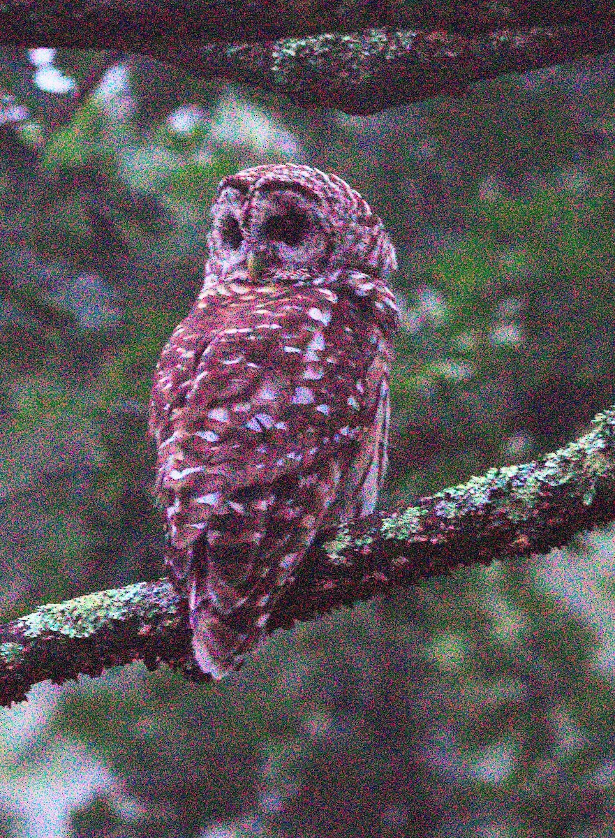 Barred Owl - ML644373381