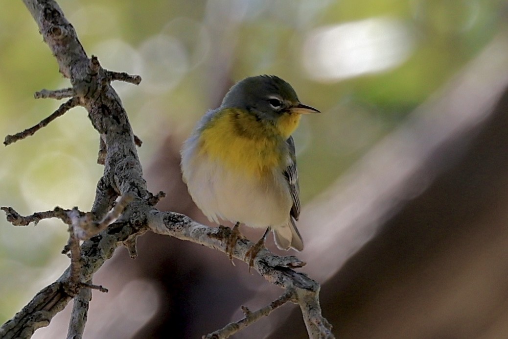 Northern Parula - ML644373390