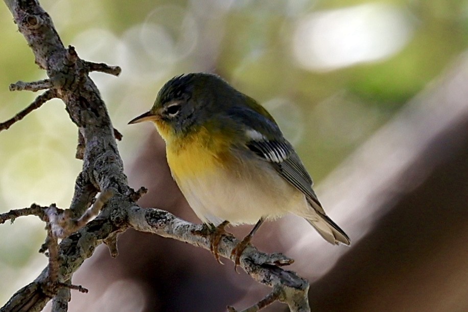 Northern Parula - ML644373391