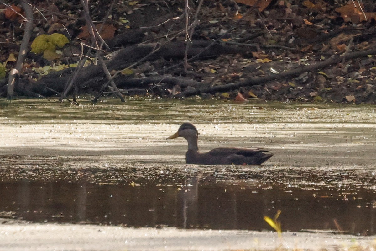 American Black Duck - ML644373399