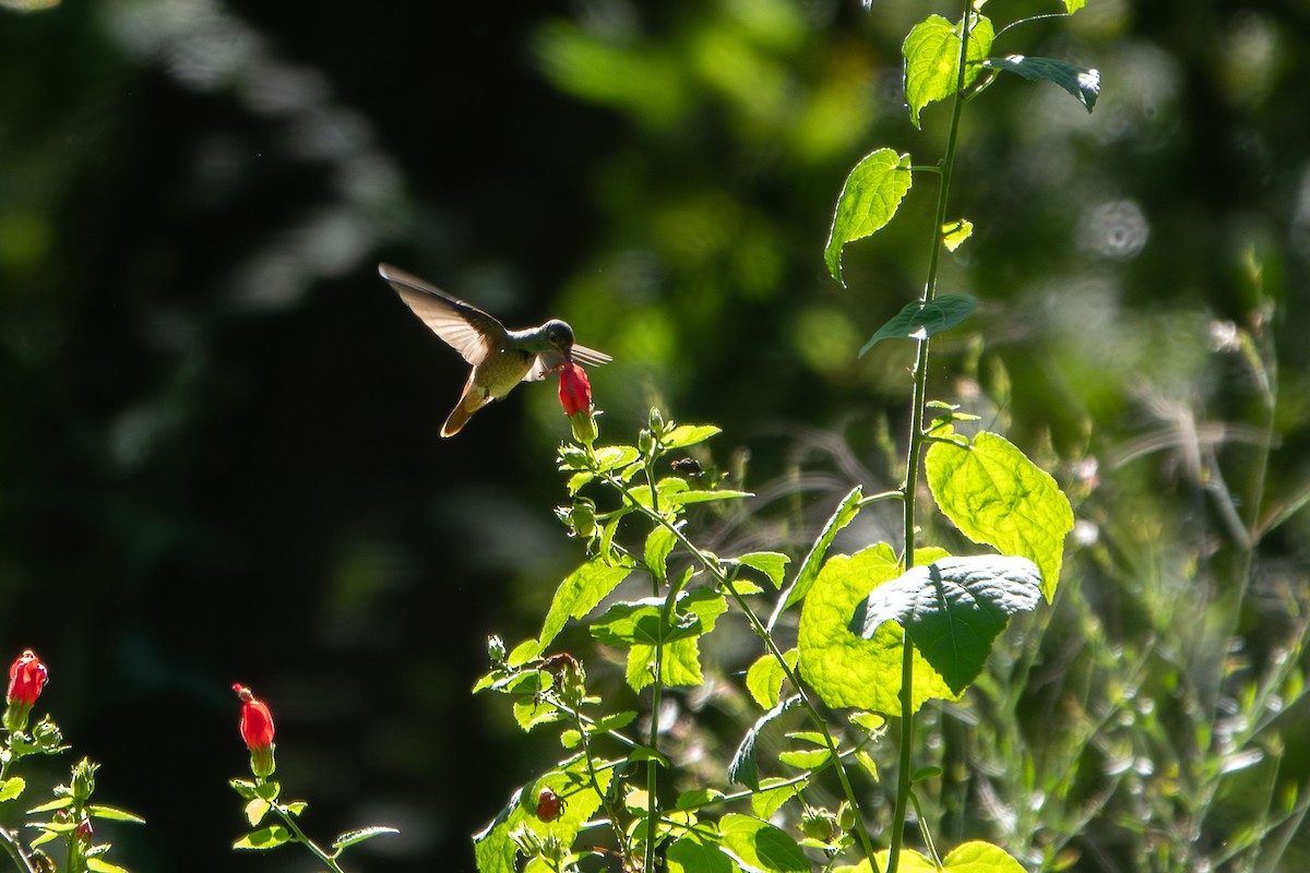 yucatánkolibri - ML644373425
