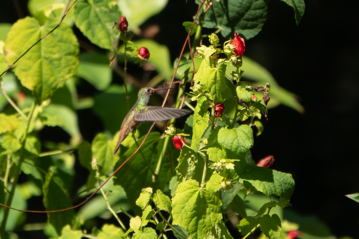 yucatánkolibri - ML644373426