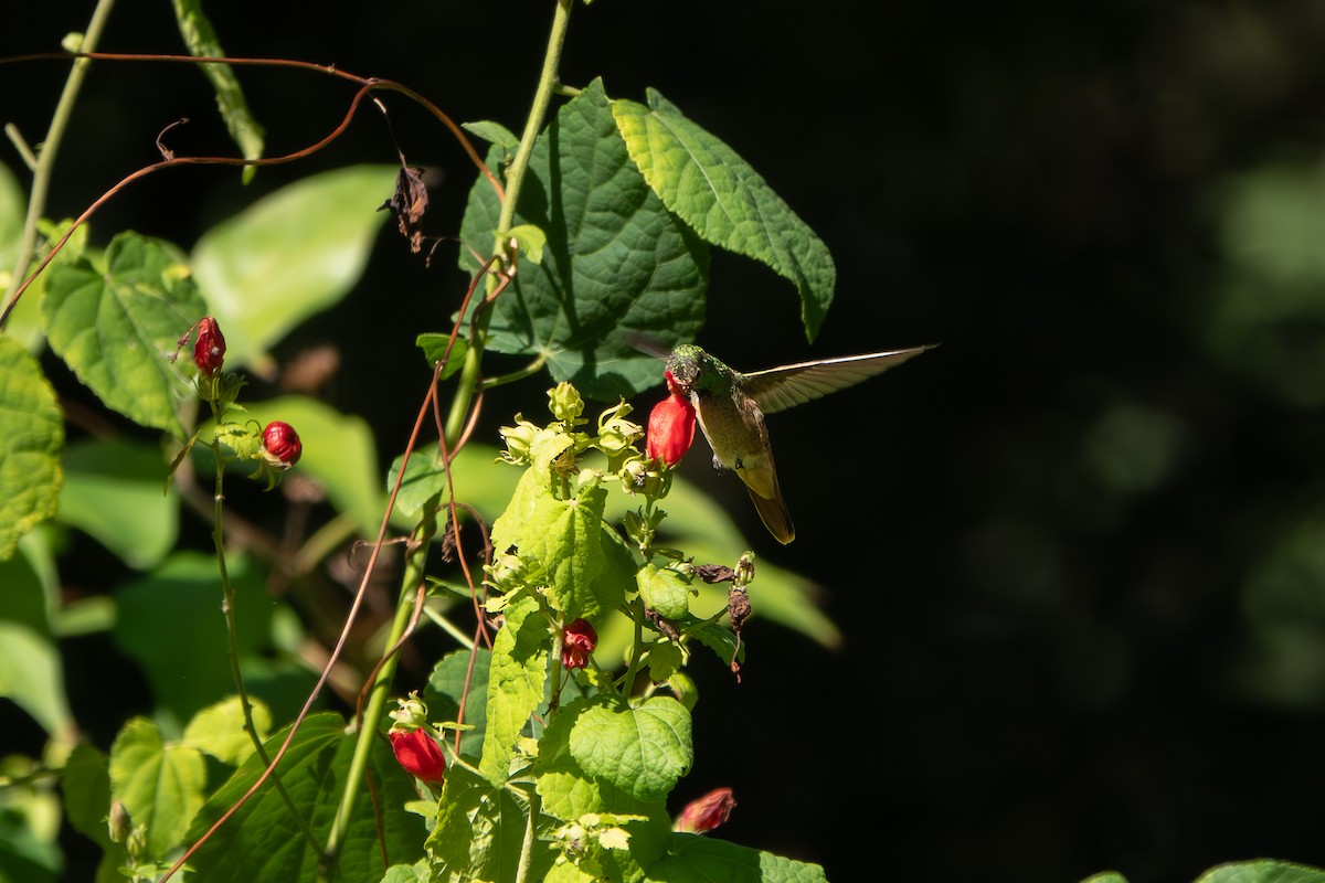 yucatánkolibri - ML644373427