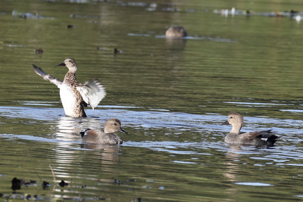 Ánade Friso - ML644373443