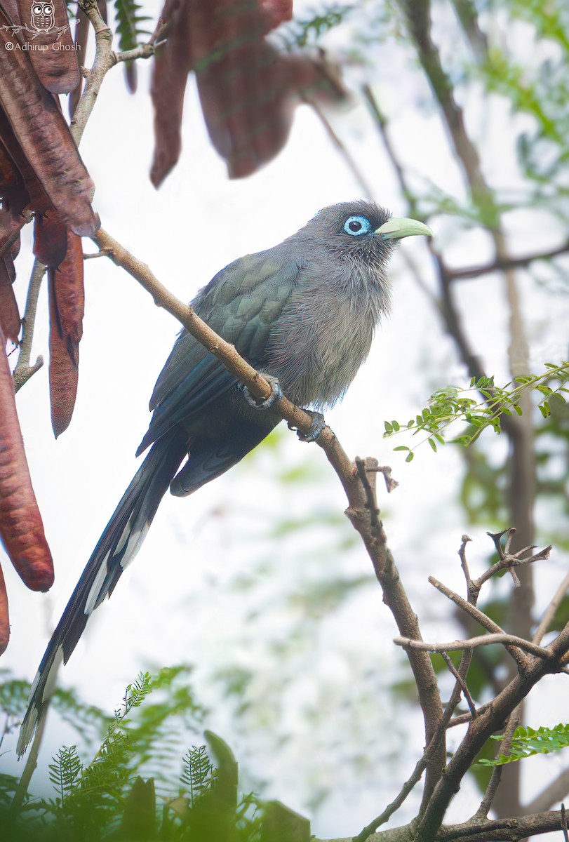 Blue-faced Malkoha - ML644373456