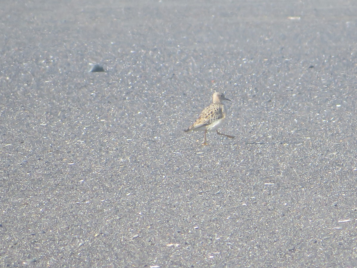 Bécasseau roussâtre - ML644373461