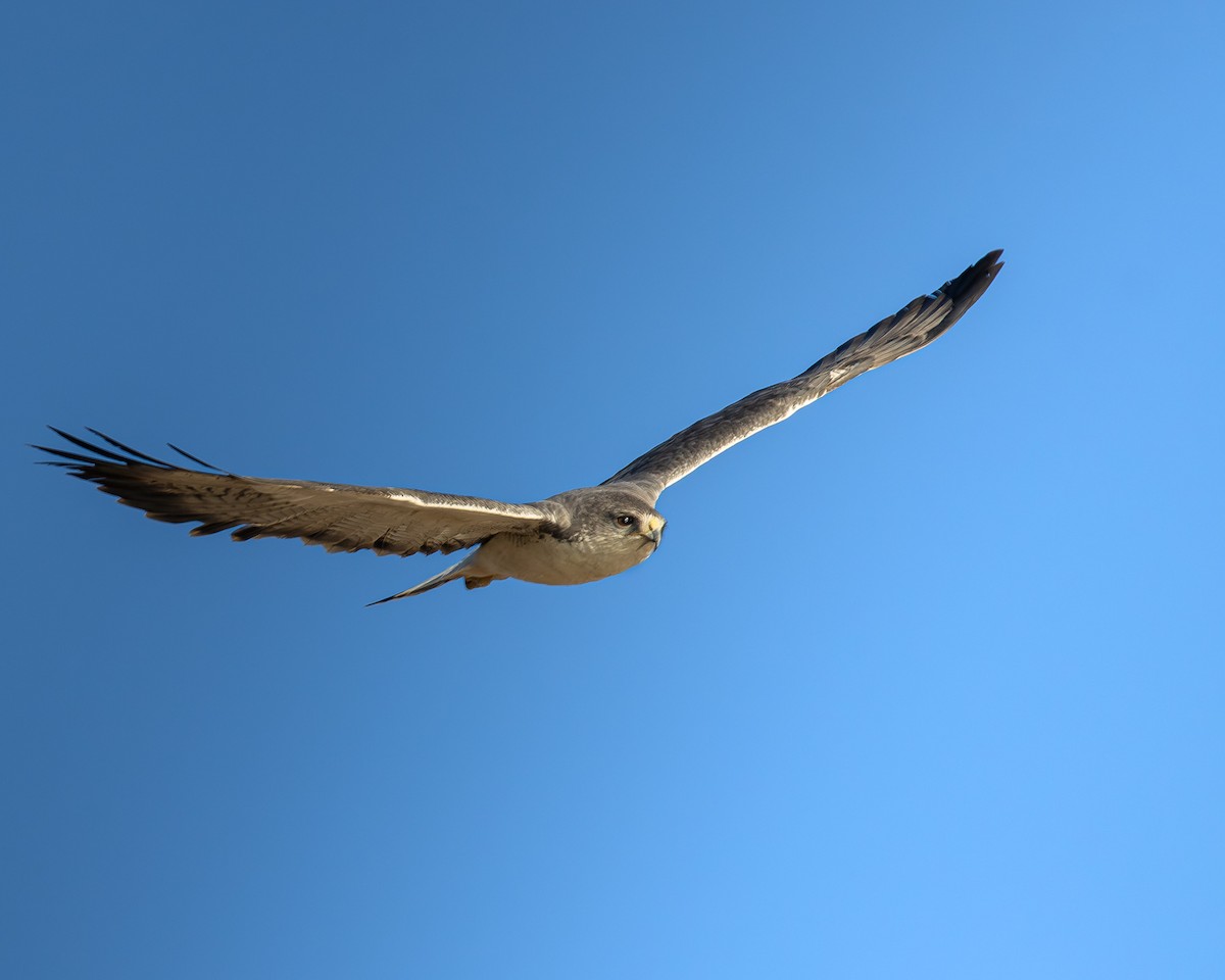 Variable Hawk - ML644373473