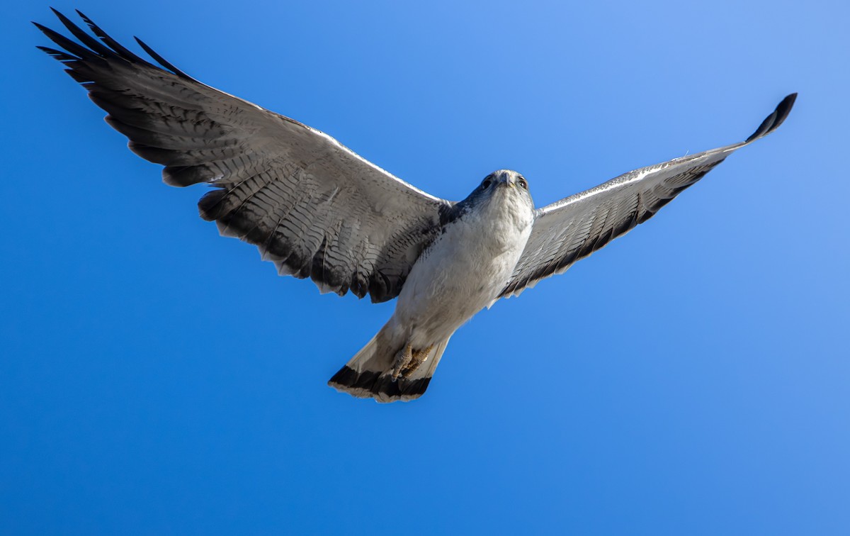 Variable Hawk - ML644373474